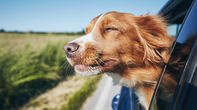 dog riding in auto with the window down